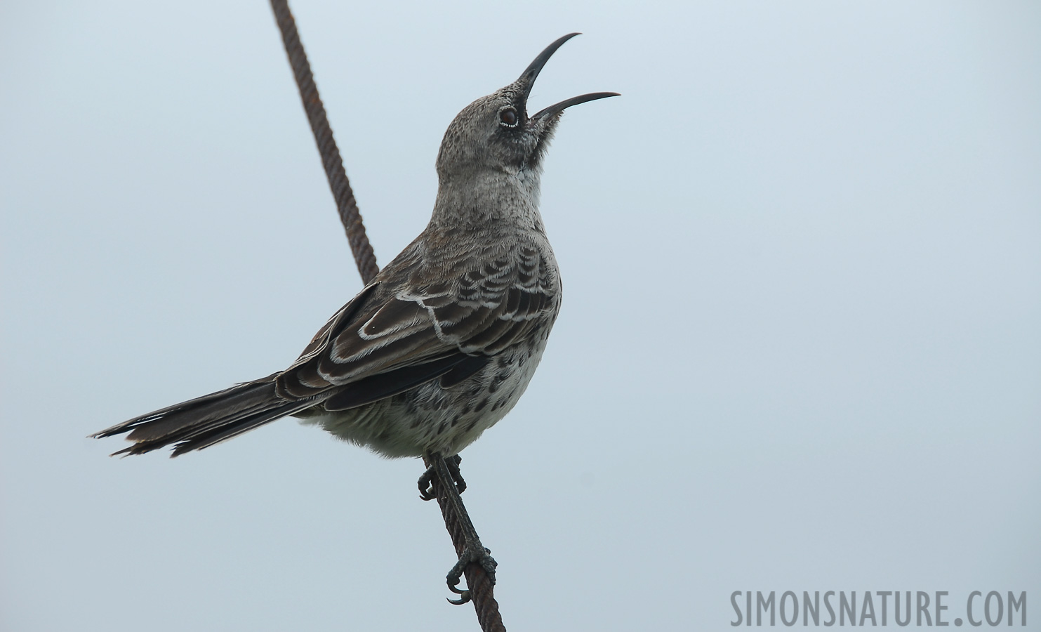 Mimus macdonaldi [200 mm, 1/320 Sek. bei f / 9.0, ISO 100]